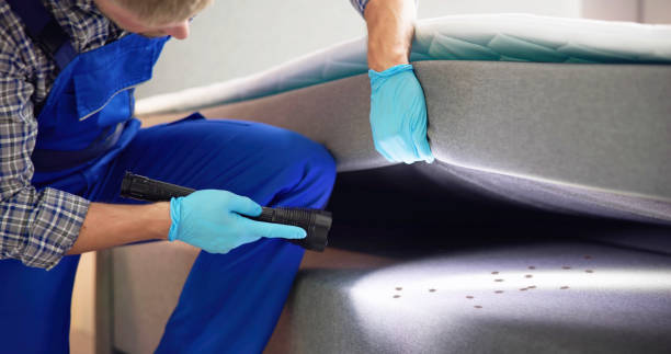 Best Flea Control Services  in Bronx, NY