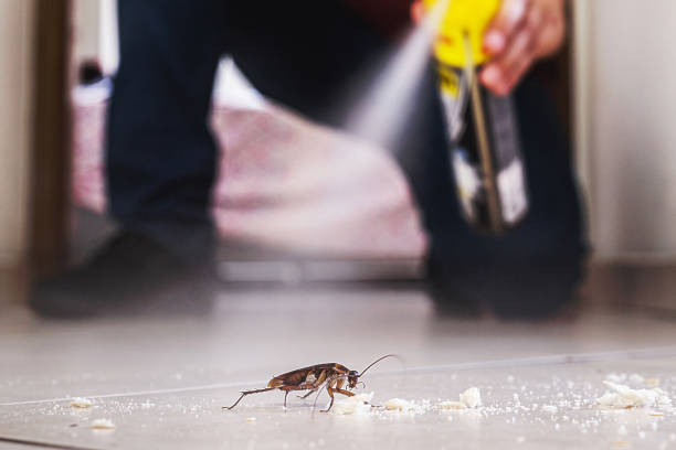 Best Local Pest Control Services  in Bronx, NY