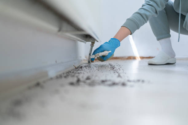 Best Local Pest Control Services  in Bronx, NY